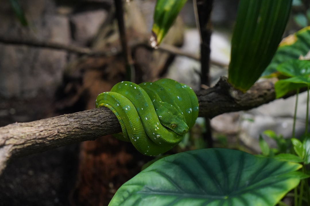 Photo Freshwater aquarium